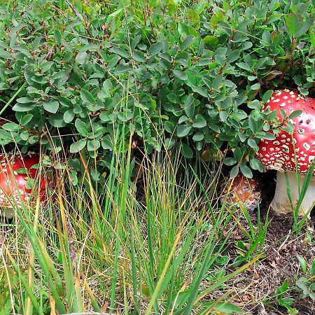 Le Balze Di Carisolo, Trilocale Con Giardino Exterior foto