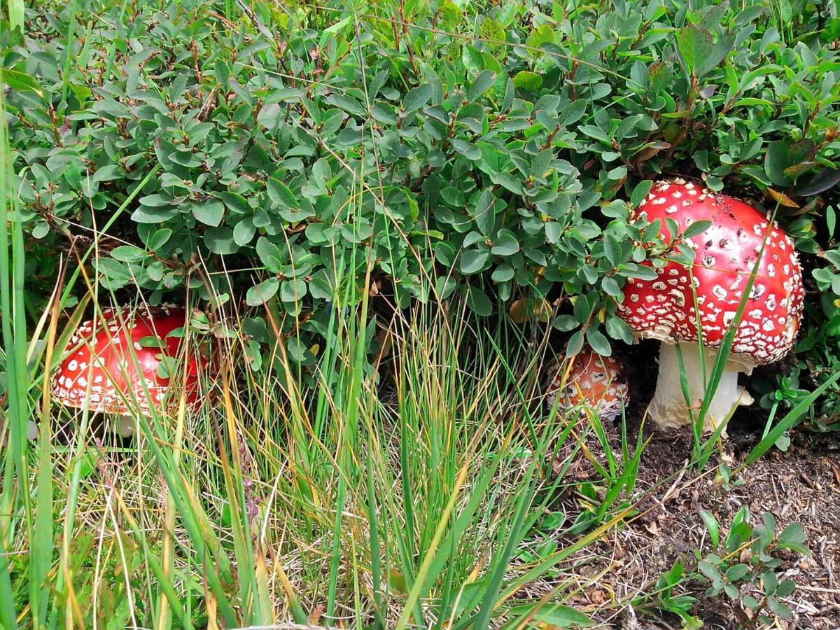 Le Balze Di Carisolo, Trilocale Con Giardino Exterior foto